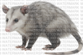 Possum with an O